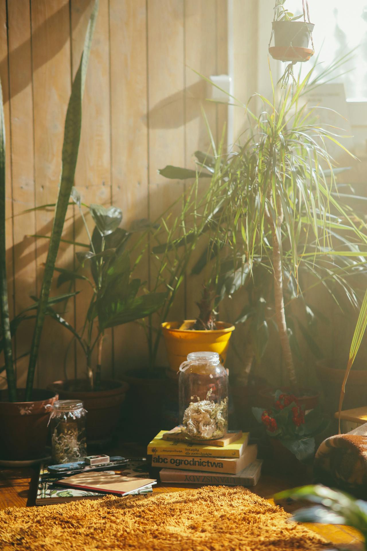 Thriving Dracaena Marginata by a Bright Window Indoors Healthy Dracaena Marginata plant on a table near a sunny indoor window