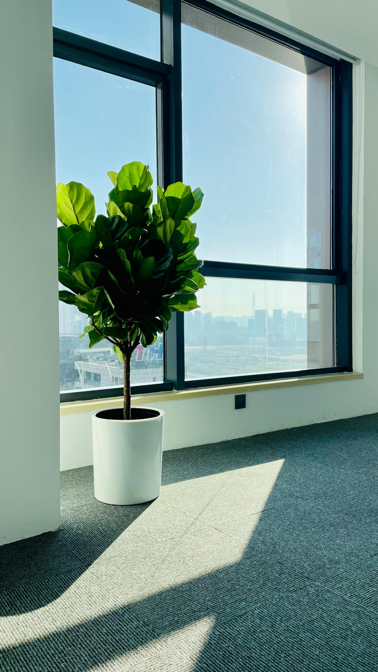 Fiddle Leaf Fig A woman lying on a stool next to a Fiddle Leaf Fig plant indoors.