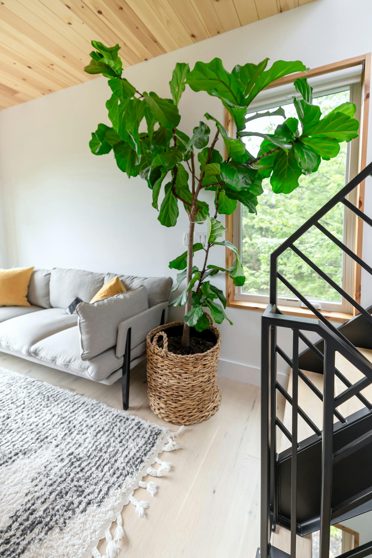 Fiddle Leaf Fig in a Contemporary Room with Wooden Ceiling and White Walls A large Fiddle Leaf Fig plant placed next to a gray sofa and window in a modern room with a wooden ceiling and white walls.