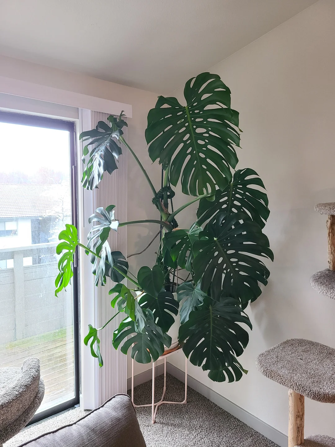 The well-lit Monstera Monstera in the room by the window, with proper lighting.