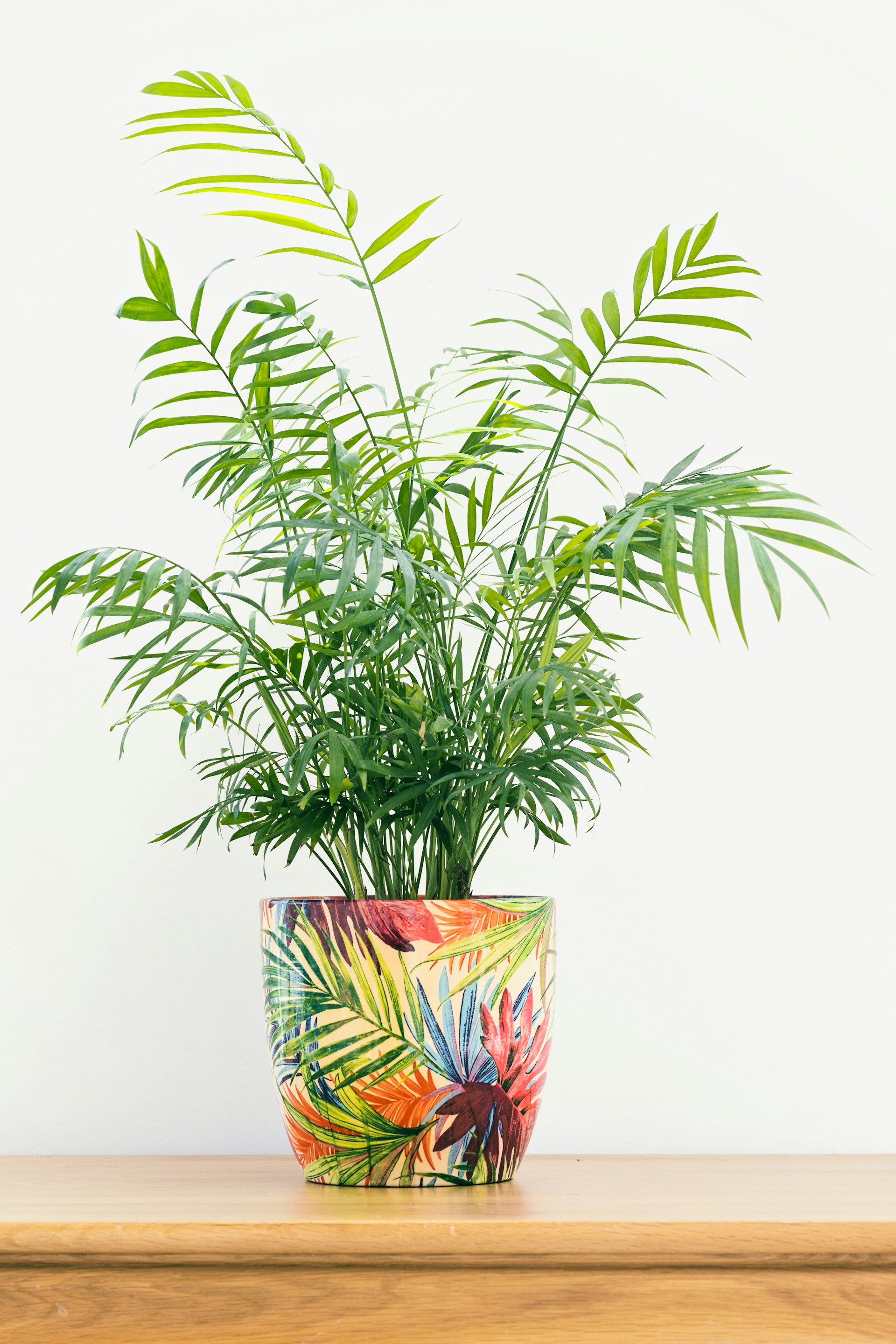 Colorful Pot with Parlor Palm Adds Vibrance to Indoor Décor Parlor Palm on a table, inside a colorful pot, enhancing the room's interior design