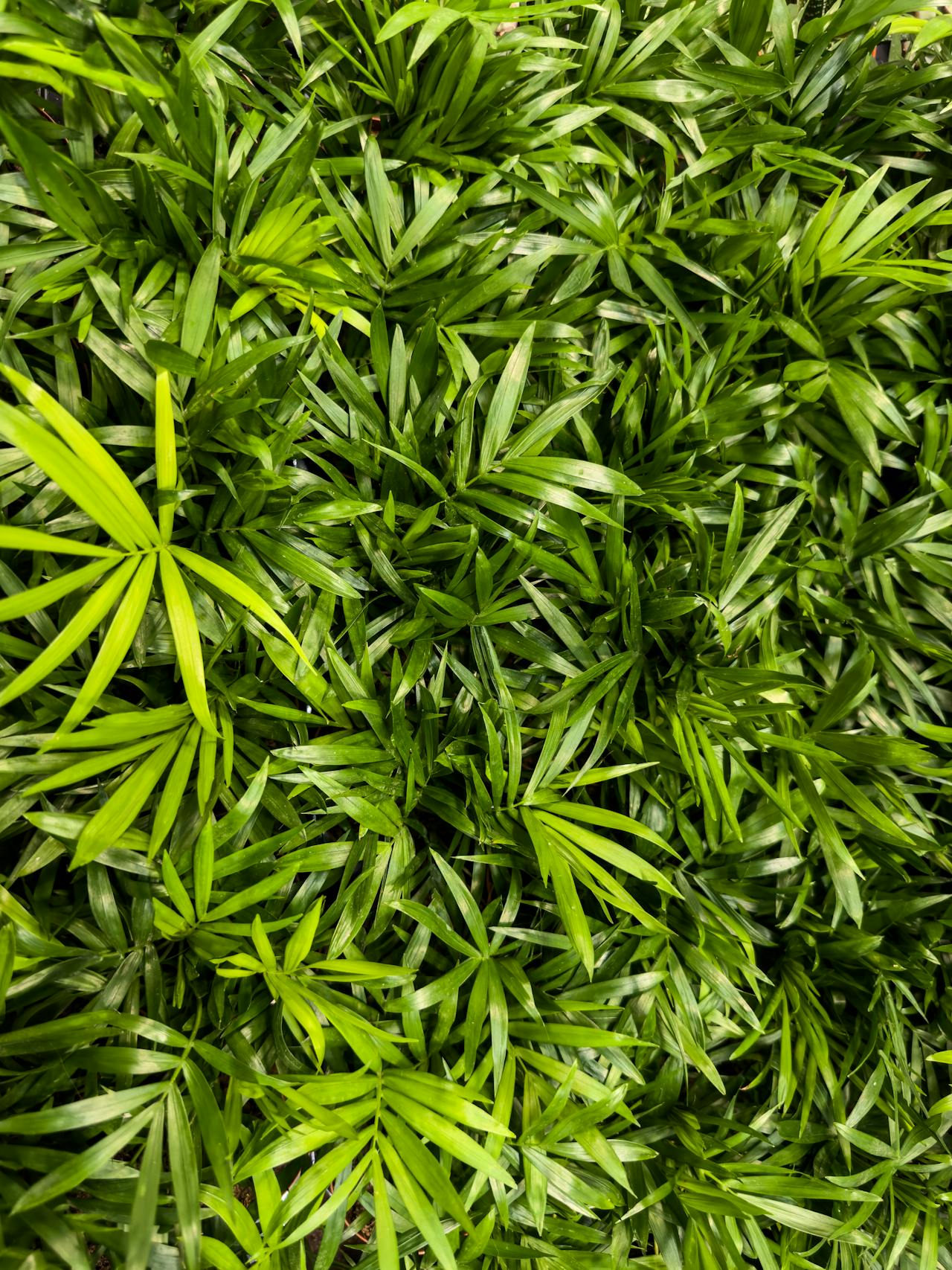 Detailed View of Parlor Palm Foliage in Its Natural Habitat Close-up of Parlor Palm leaves in their natural tropical habitat, showcasing intricate details