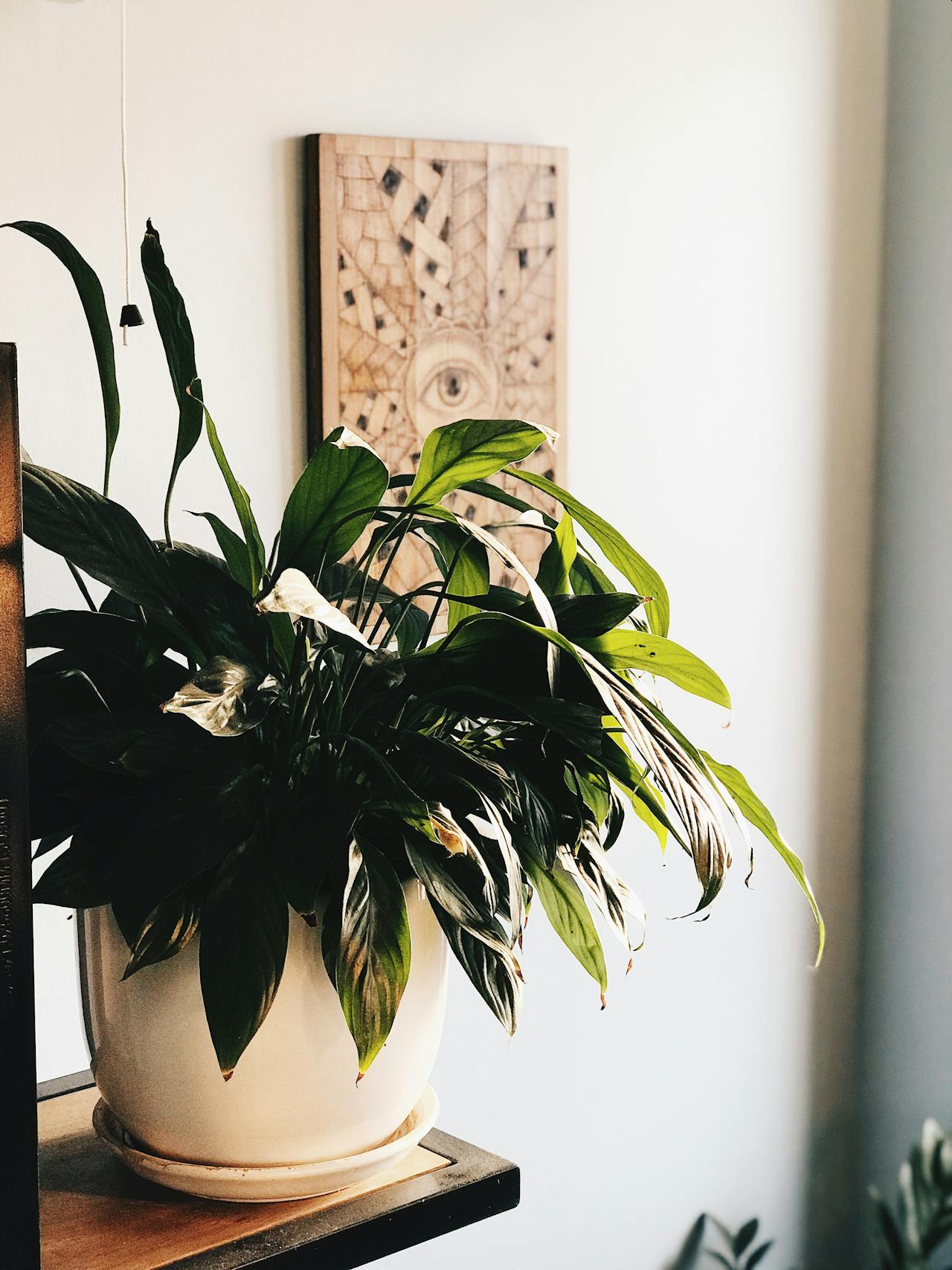 Elegant White Living Room with Peace Lily and Plant App Icons Stylish white-themed living room with a Peace Lily plant on the coffee table, walls featuring Plant App mobile app icons.