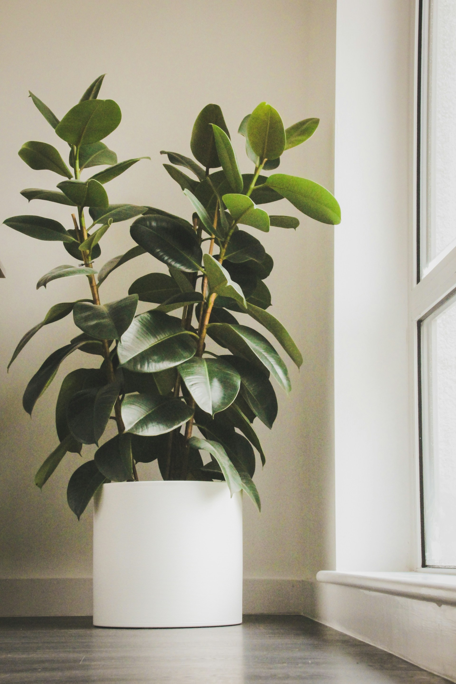 Finding the Perfect Spot for Your Rubber Plant A rubber plant placed near a window indoors to receive bright, indirect sunlight.