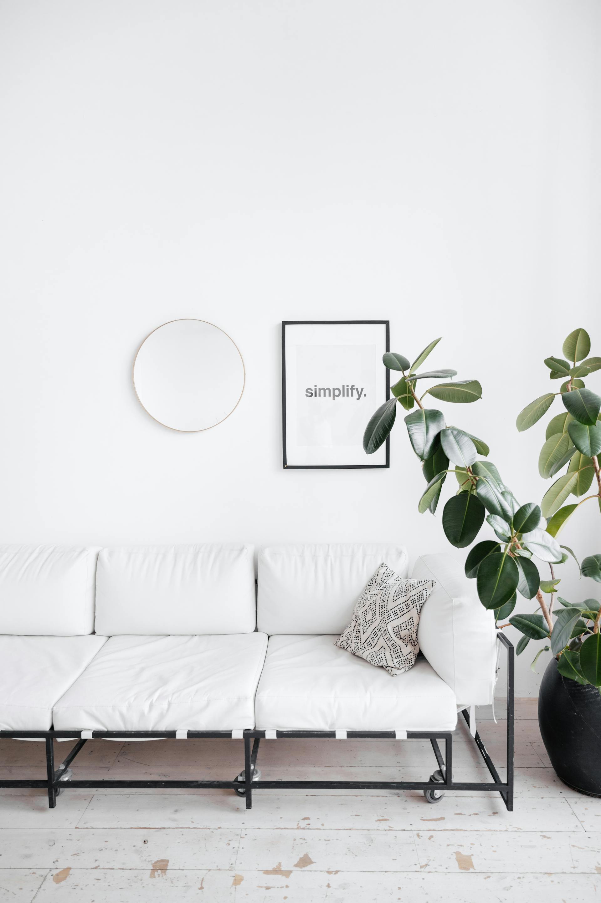 Decorating Your Living Room with Rubber Plants A rubber plant placed beside a white sofa in a stylish, modern living room.