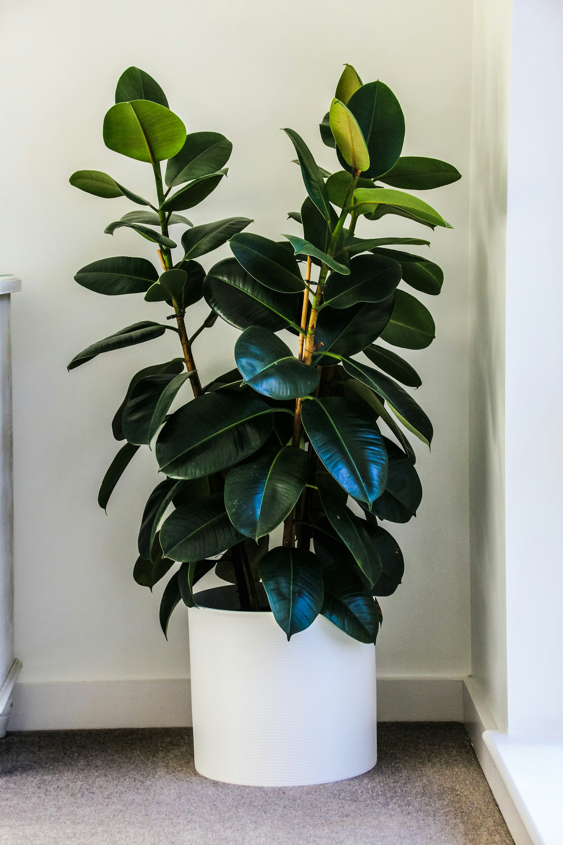 Finding the Perfect Spot for Your Rubber Plant A rubber plant placed near a window indoors to receive bright, indirect sunlight.