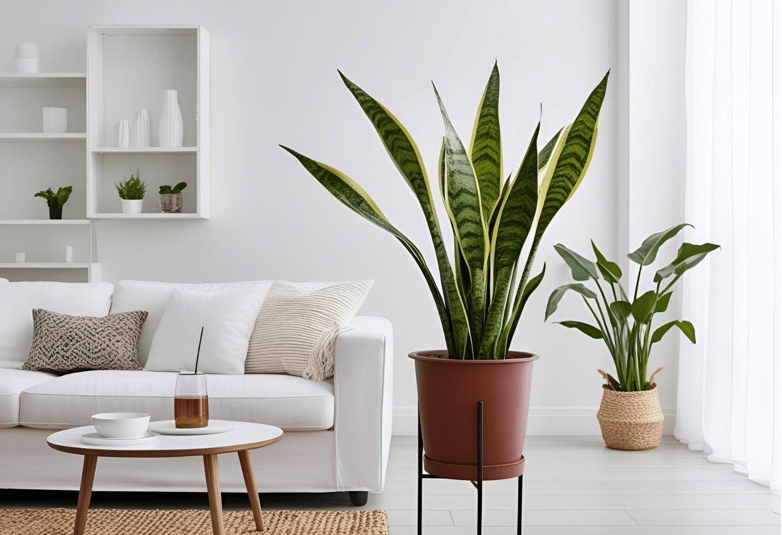 A Spider Plant placed in a stylish living room with a modern design.
