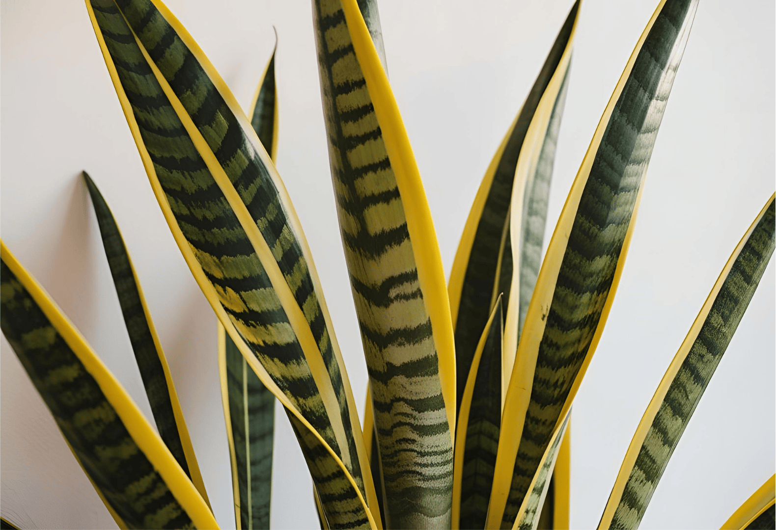 Close-up of Snake Plant leaves, with yellow-green edges and center.