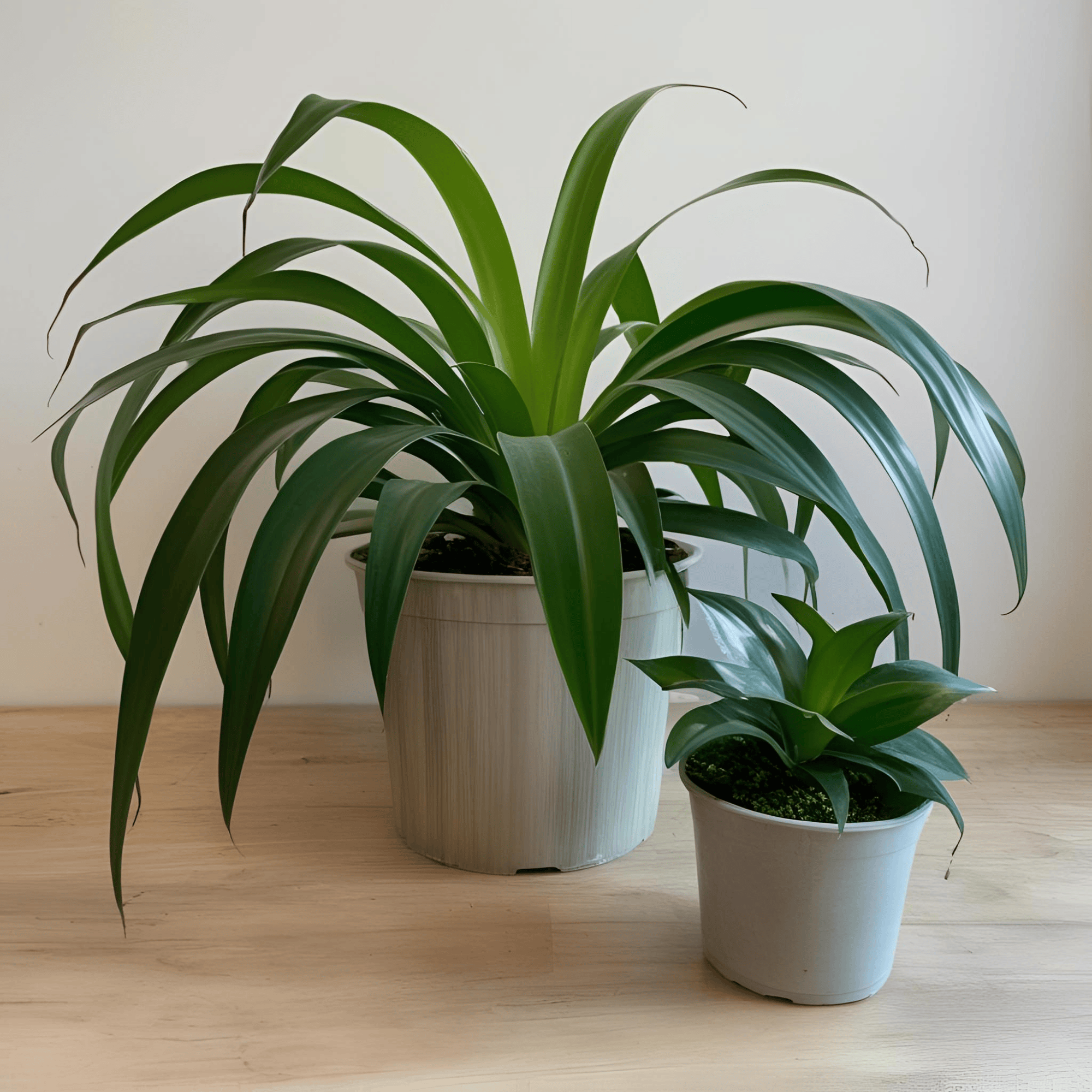 Green Touch to the Workspace: Spider Plant A Spider Plant hanging in a stylish macrame planter, placed indoors with a table and other decorative elements around it.