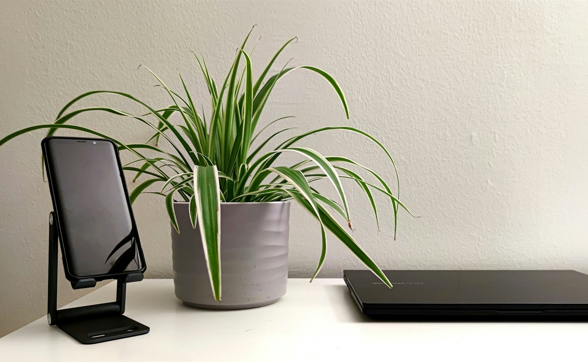 Green Touch to the Workspace: Spider Plant A Spider Plant placed on a desk in an indoor office setting, next to a laptop and other workspace items.