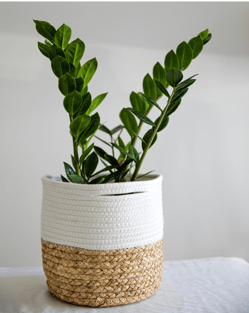 ZZ Plant in a Unique Pot with Cedar Base and White Fabric Top for Elegant Home Décor ZZ Plant in a pot with cedar-like bottom and white fabric top placed on a table